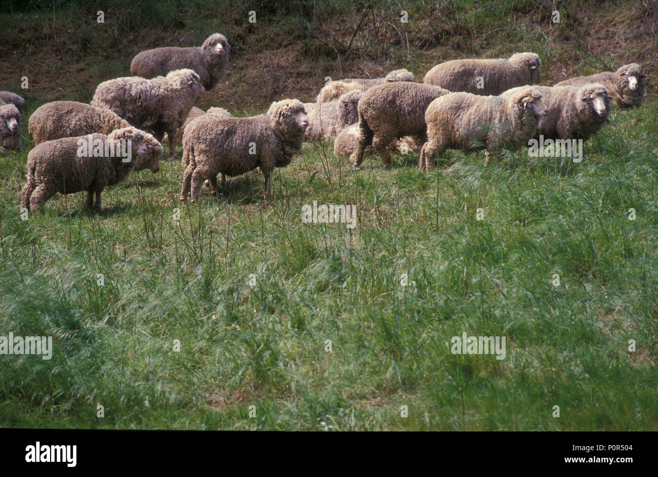 Herde von POLL MERINO SCHAFE IN DER Adelaide Hills von South Australia. Stockfoto