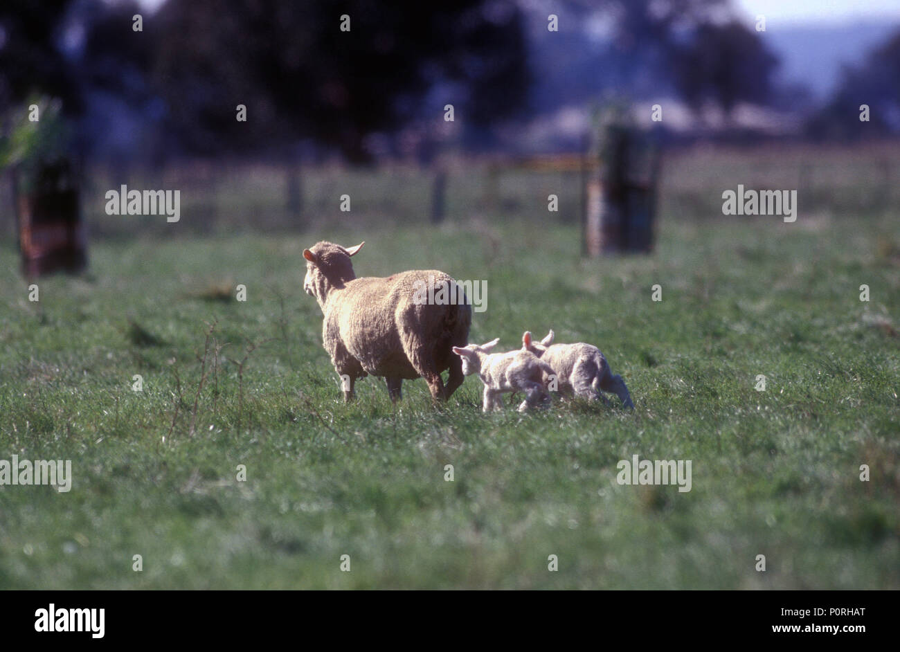 EWE und 2 Lämmer, ländlichen New South Wales, Australien. Stockfoto