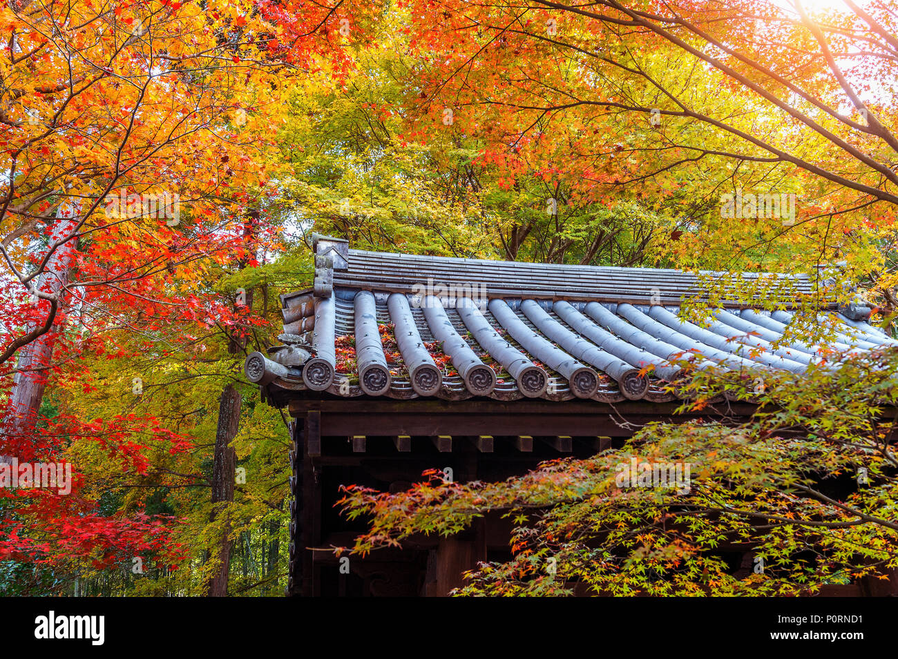 Bunte Herbst Blatt und Tempel in Kyoto, Japan. Stockfoto