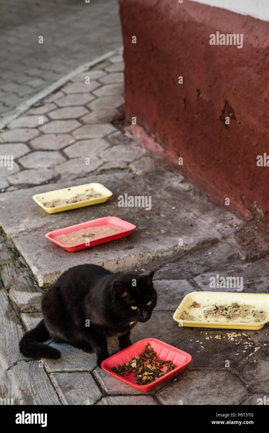 Schwarzer Straße Katze essen Nahrungsmittel, die auf dem Bürgersteig hinterlassen wurden Stockfoto