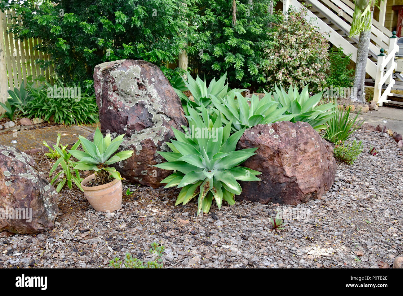 Kakteen und Sukkulenten, Agave attenuata Stockfoto