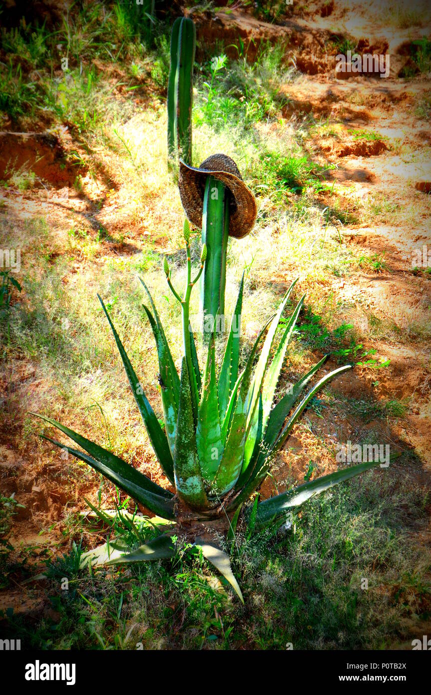 Mexikanischer KAKTUS ZEBRA AGAVE Stockfoto