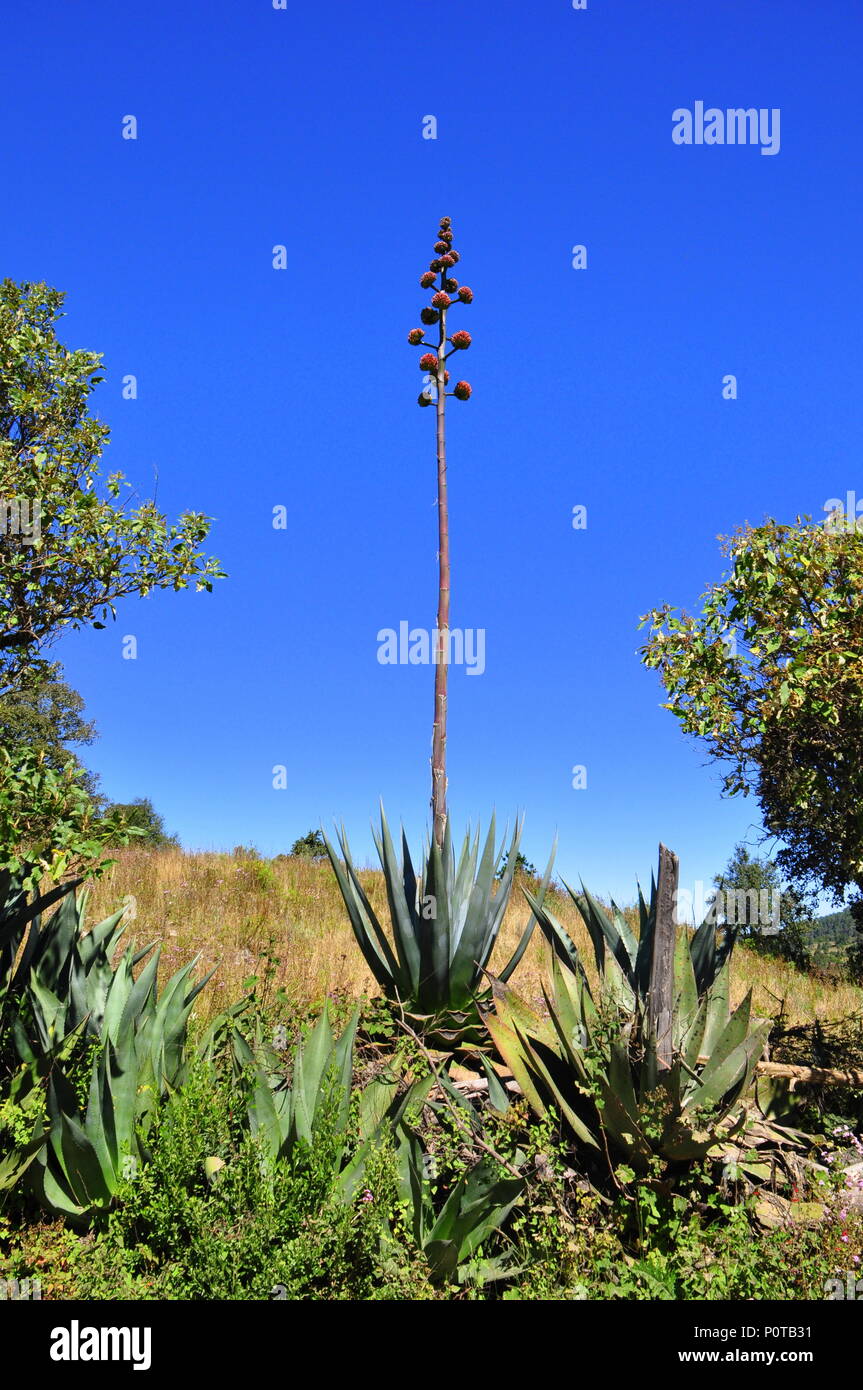 Mexikanischer KAKTUS ZEBRA AGAVE Stockfoto