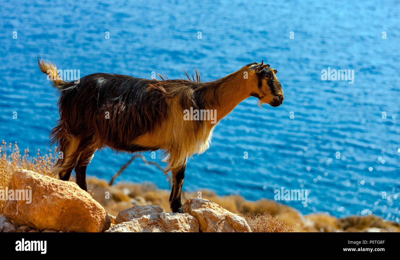 Kretische Ziege in den Bergen vor dem Hintergrund des Mittelmeeres, Kreta, Griechenland Stockfoto