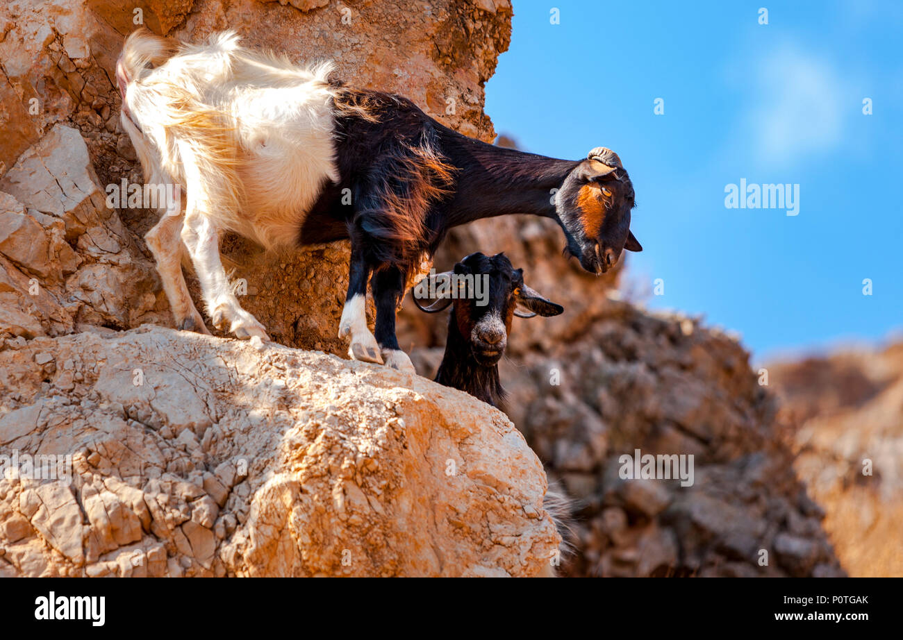 Kretische Ziege in den Bergen vor dem Hintergrund des Mittelmeeres, Kreta, Griechenland Stockfoto