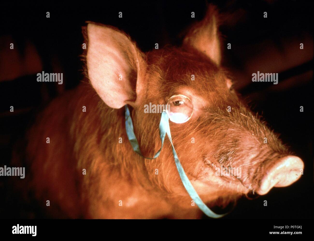 Original Film Titel: Animal Farm. Englischer Titel: Animal Farm. Regisseur: John STEPHENSON. Jahr: 1999. Stockfoto