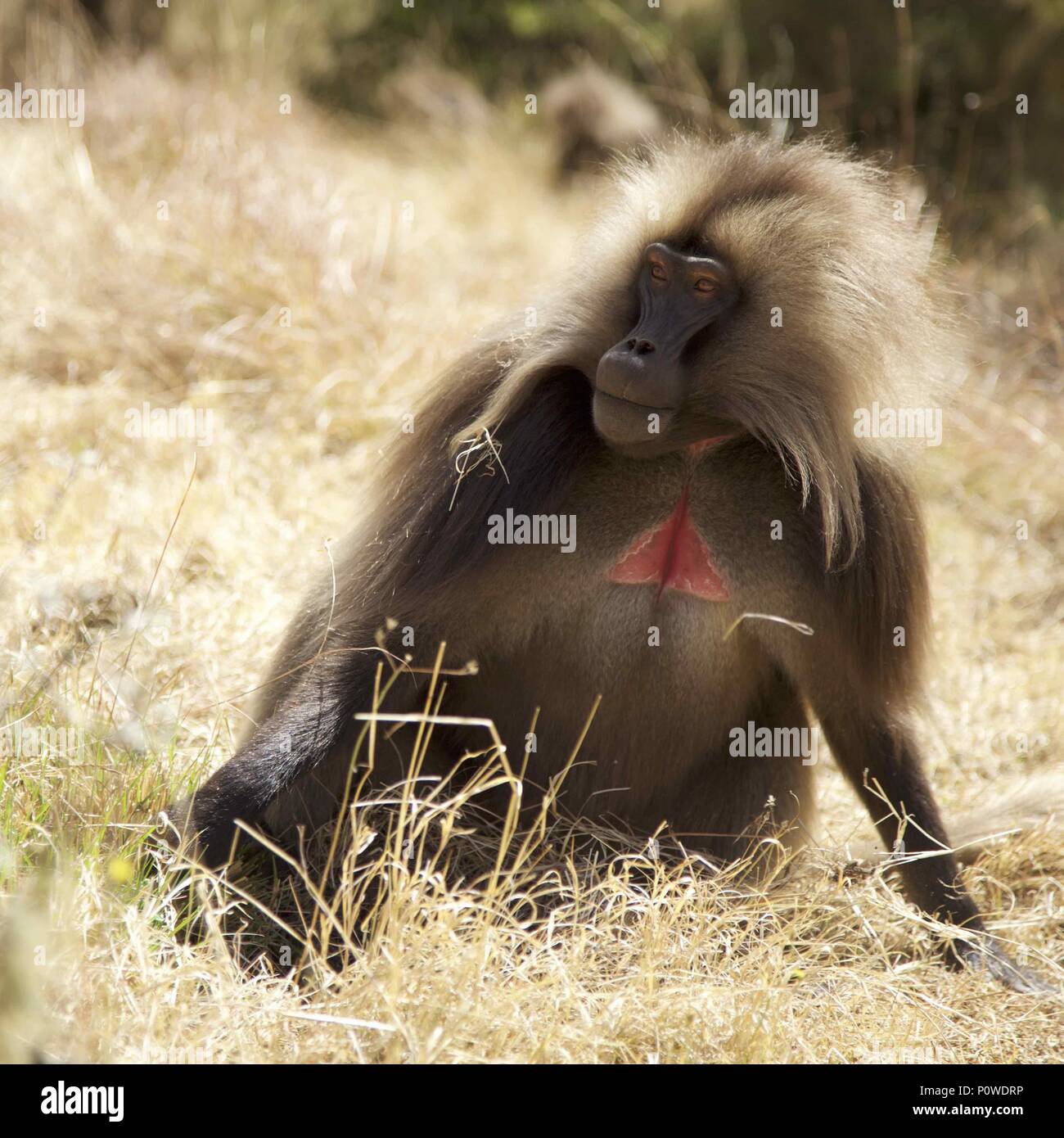 Ein männlicher gelada Affen zeigt seine "Blutendes Herz" Mark, während er für Gefahr in den Simien Mountains von Äthiopien sieht Stockfoto