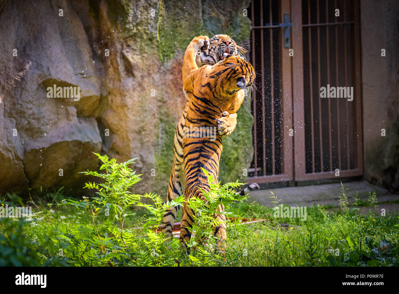 Zwei junge malaiische Tiger kämpfen Stockfoto
