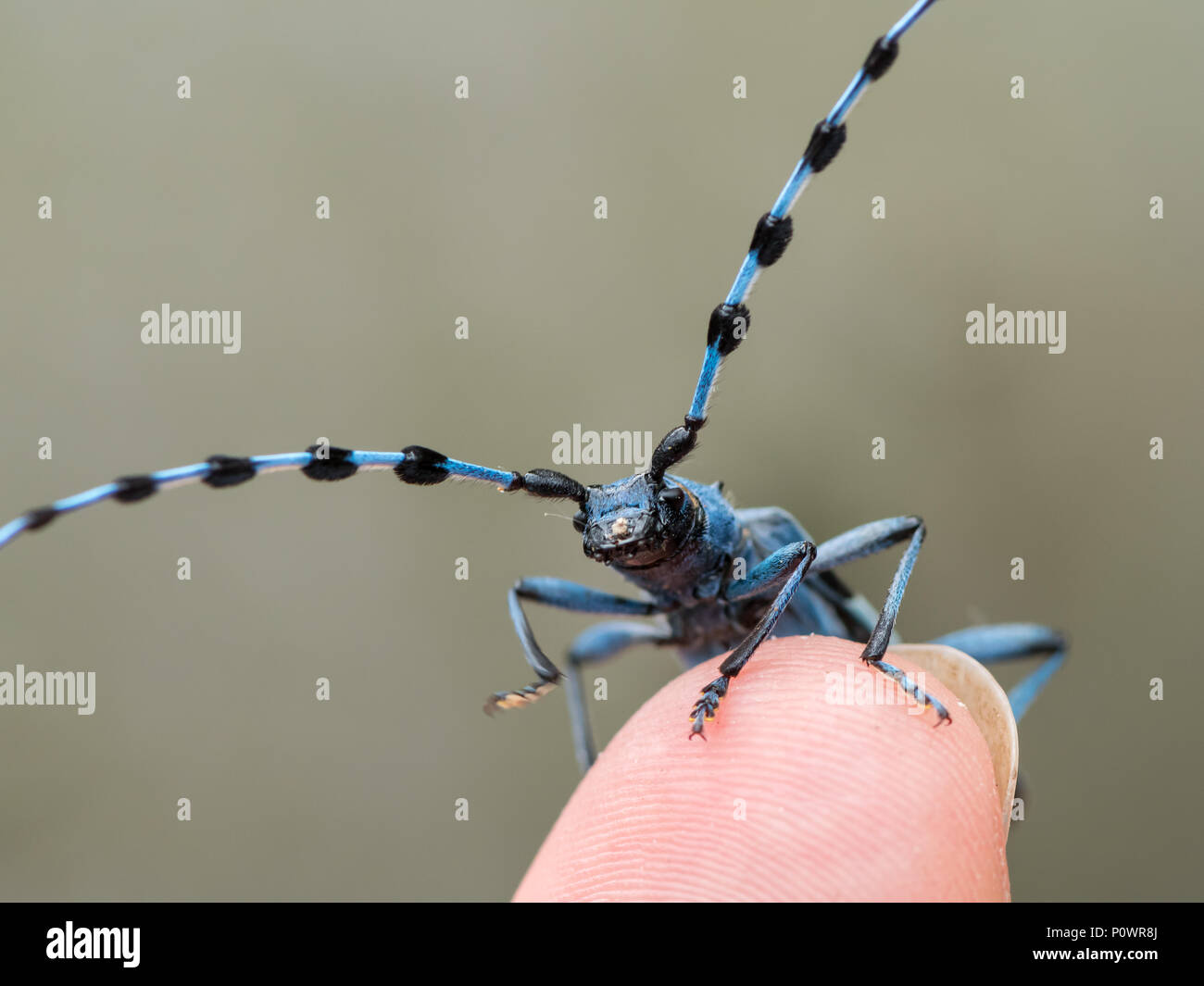 Weibliche Alpine longhorn Beetle (Rosalia alpina, Cerambycidae) sitzt auf einem Finger Stockfoto