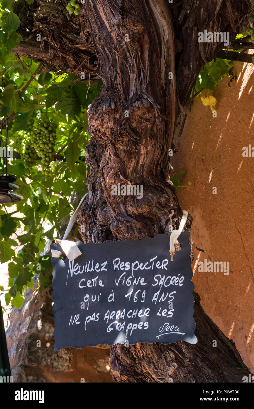 169 Jahre alte Rebe Roussillon Apt Vaucluse Provence-Alpes-Côte d'Azur Frankreich Stockfoto