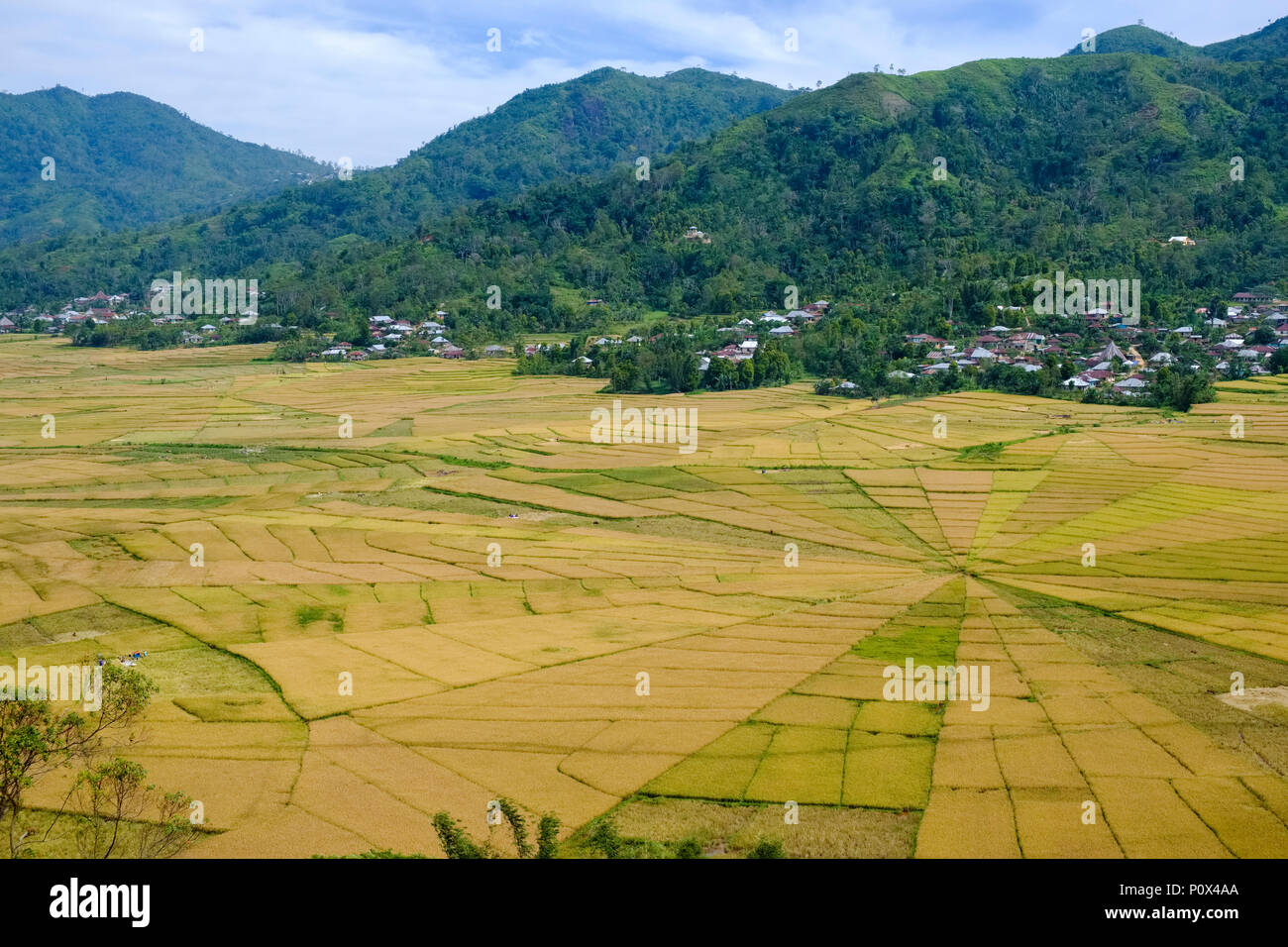Reis Felder unterteilt wie ein Spinnennetz ('lingko') in Cancar Dorf in der Nähe von Ruteng, manggarai Regency, Insel Flores (Osten Nussa Tenggara), Indonesien Stockfoto