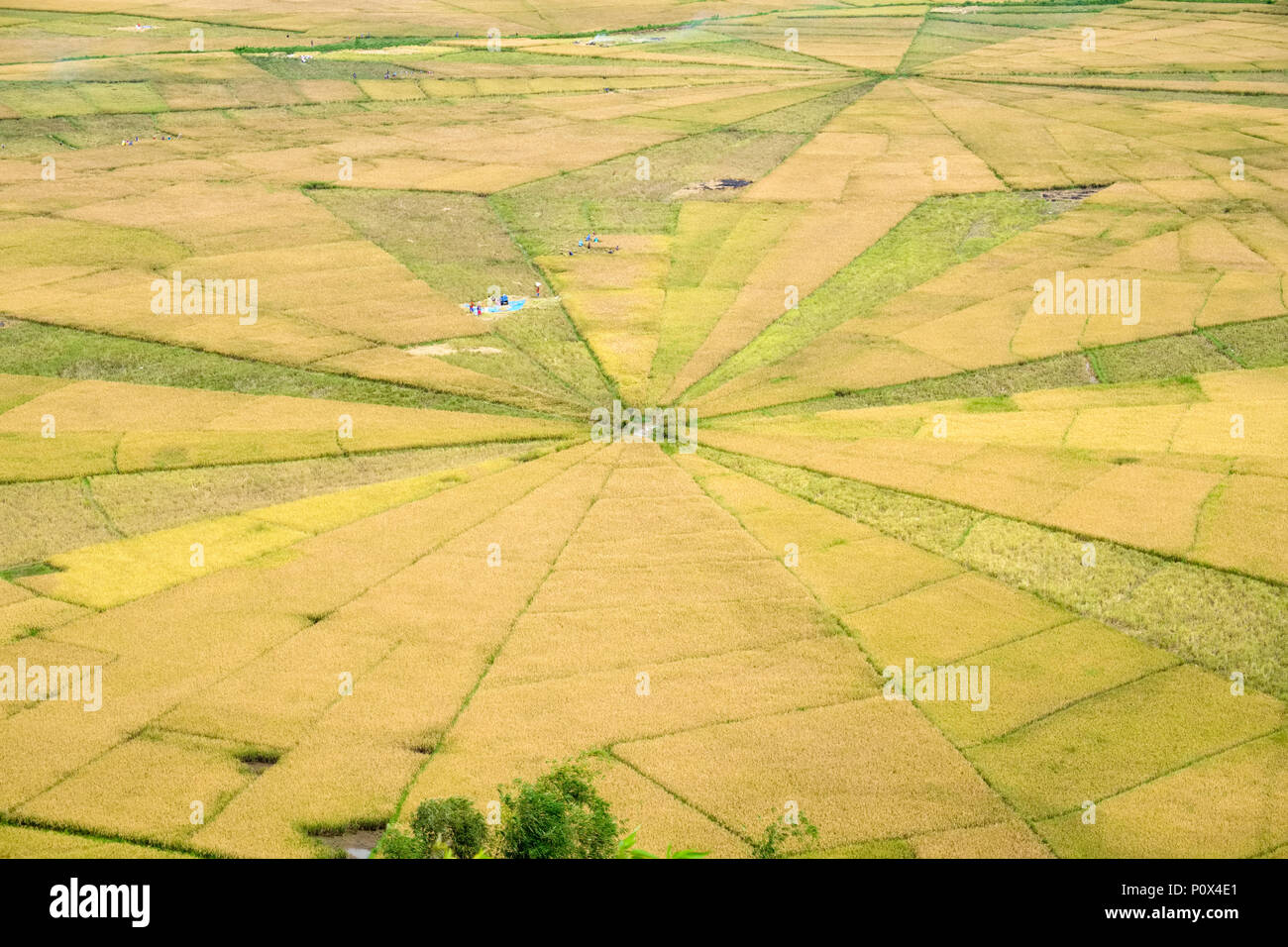 Spinnennetz Reisfelder ('lingko') in Cancar Dorf, in der Nähe von Ruteng, manggarai Regency, Insel Flores (Osten Nussa Tenggara), Indonesien. Stockfoto