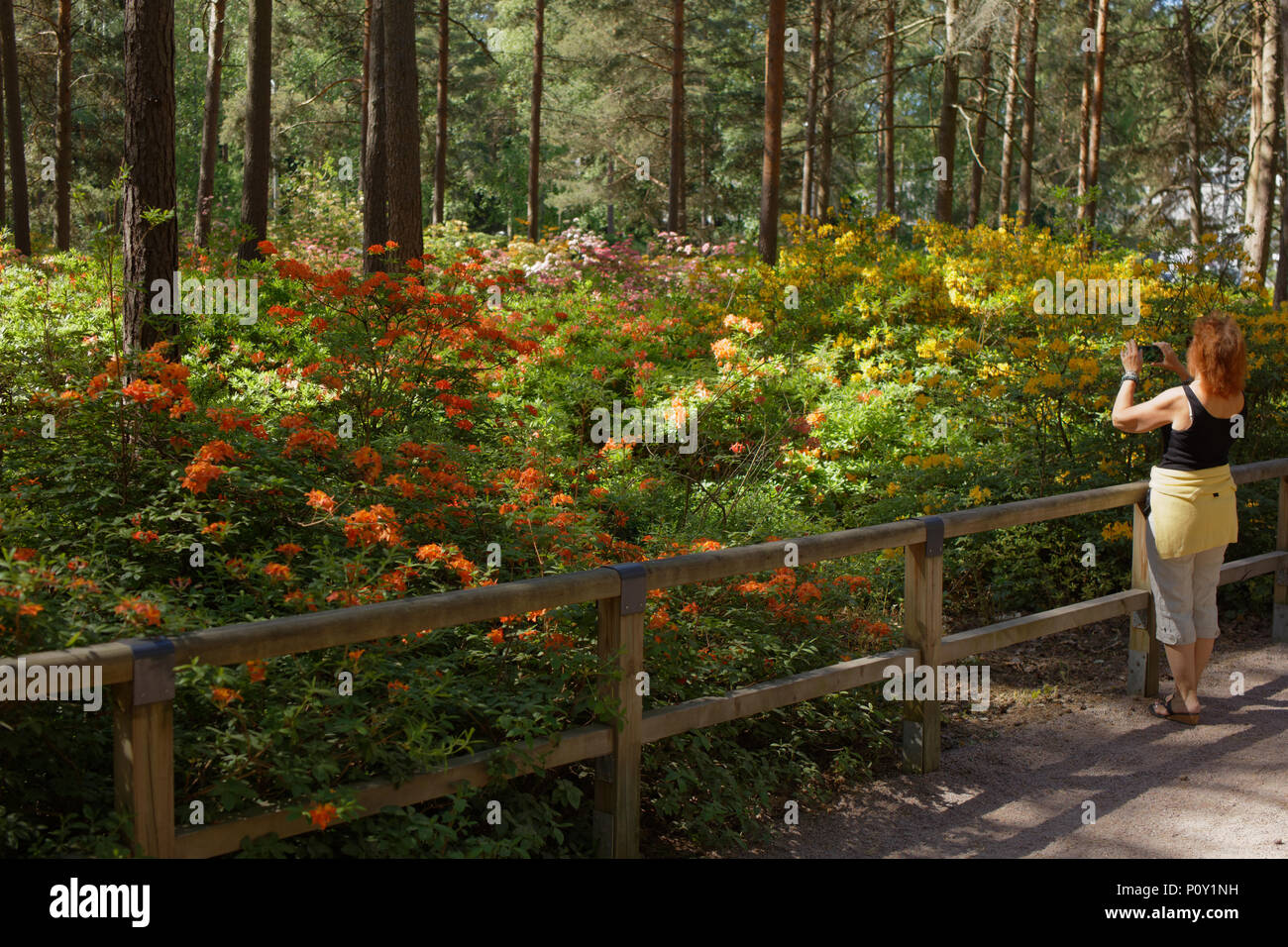 Helsinki, Finnland, 10. Juni 2018. Menschen zu Fuß und machen Fotos von Azaleen in Haaga Rhododendron Park. Der Park ist von der Universität Helsinki als Experimentierfeld Gutschrift erstellt: StockphotoVideo/Alamy leben Nachrichten Stockfoto