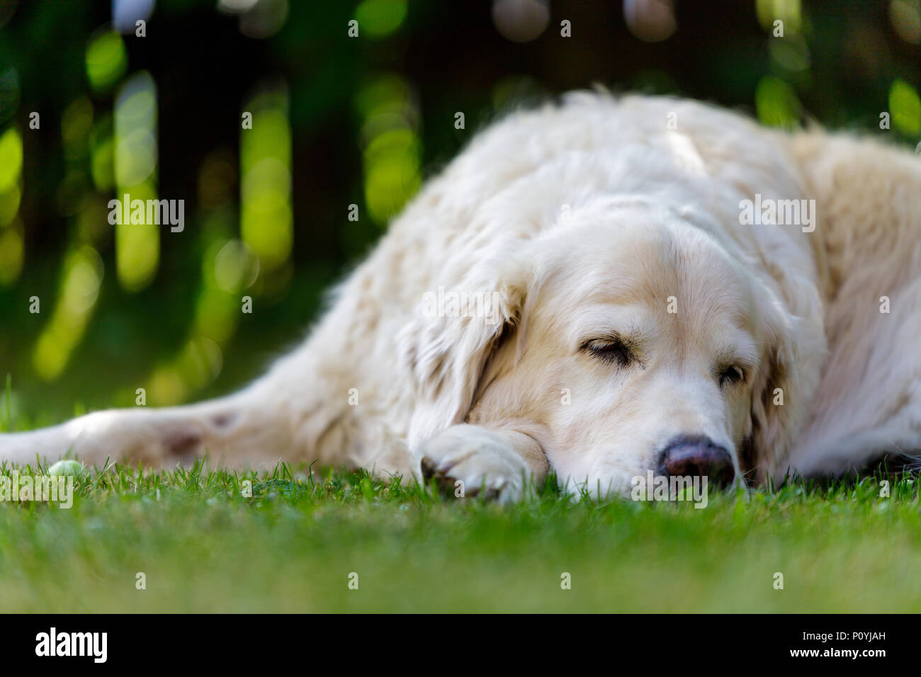 Alte golden retriever im Garten im grünen Gras liegen. Nach oben Schließen Stockfoto