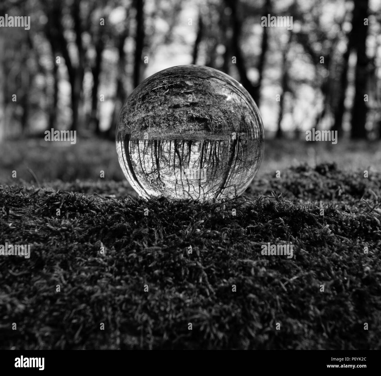 Crystal Foto vergrößern Ball im Wald Übersicht reflektiert und gebrochen Bild in Glas umgekehrt Stockfoto
