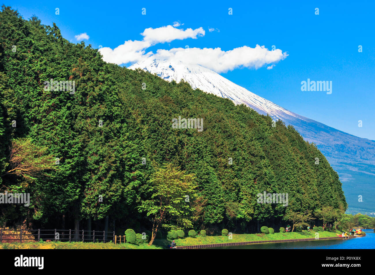 Wald an Tanuki See. Im Hintergrund versteckt den Berg Fuji. Schönen blauen Himmel und weißen Wolken. Stockfoto