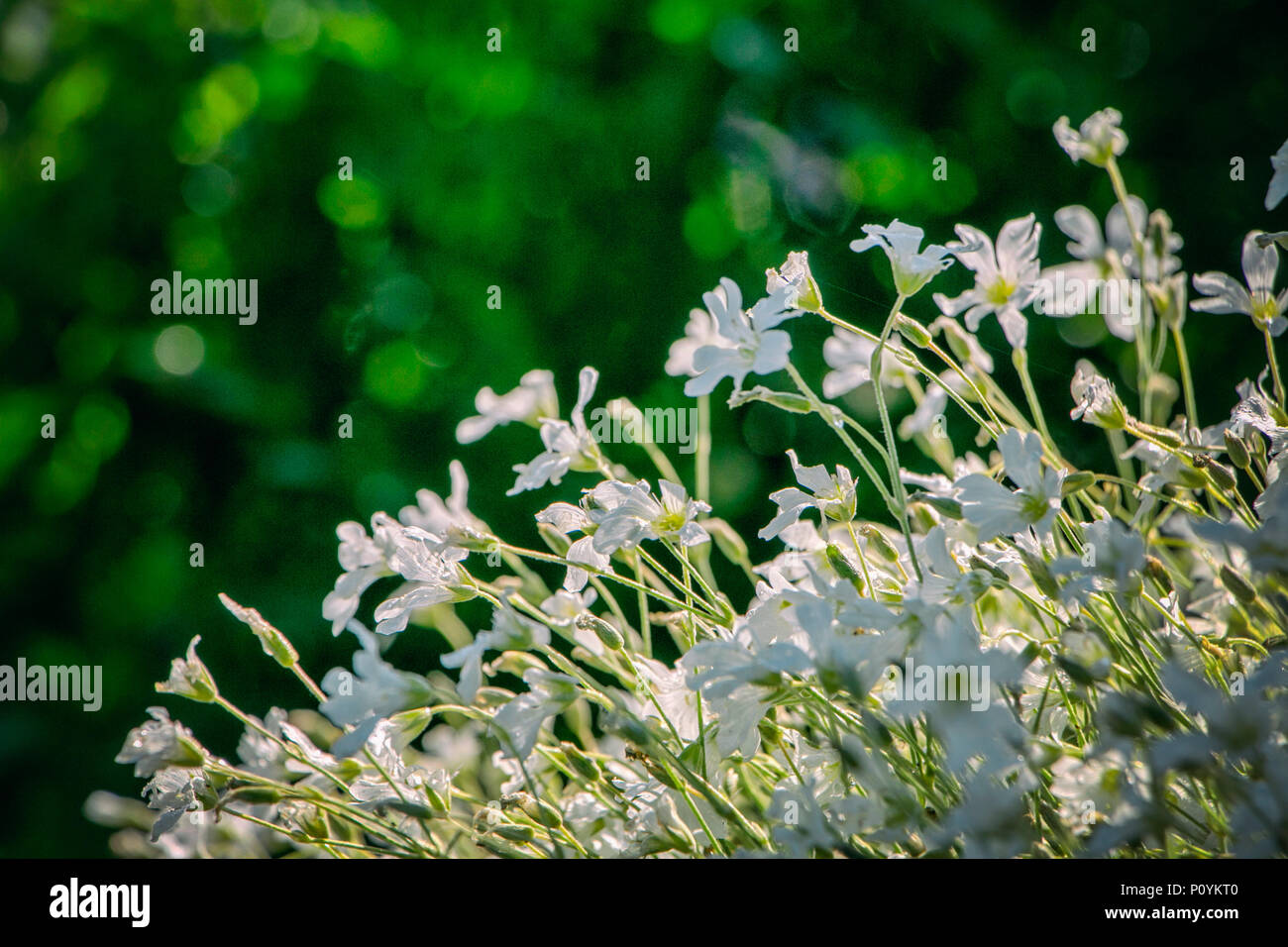 Weiße Blumen von Cerastium tomentosum der Familie Caryophyllaceae auch bekannt als Schnee-im-Sommer Stockfoto