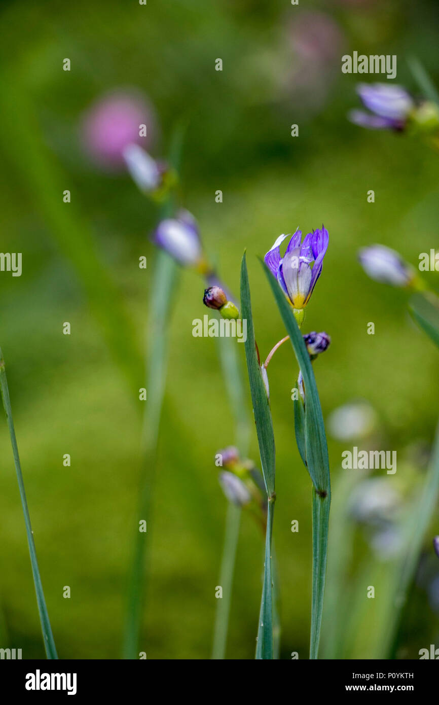 Auch die Nahaufnahme der Blüte, Stängel und Blätter von Sisyrinchium angustifolium, bekannt als Schmal-leaf Blue-eyed-Gras. aus der Familie der Iris (Iridaseae) Stockfoto