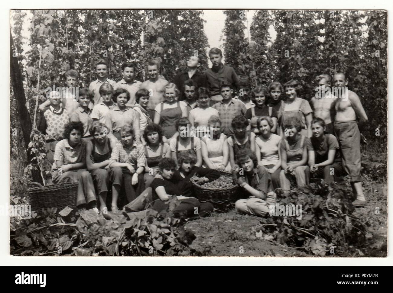 Der TSCHECHOSLOWAKISCHEN SOZIALISTISCHEN REPUBLIK, ca. 1965: Ein vintage Foto zeigt junge Trichter während hop Kommissionierung, circa 1965. Stockfoto