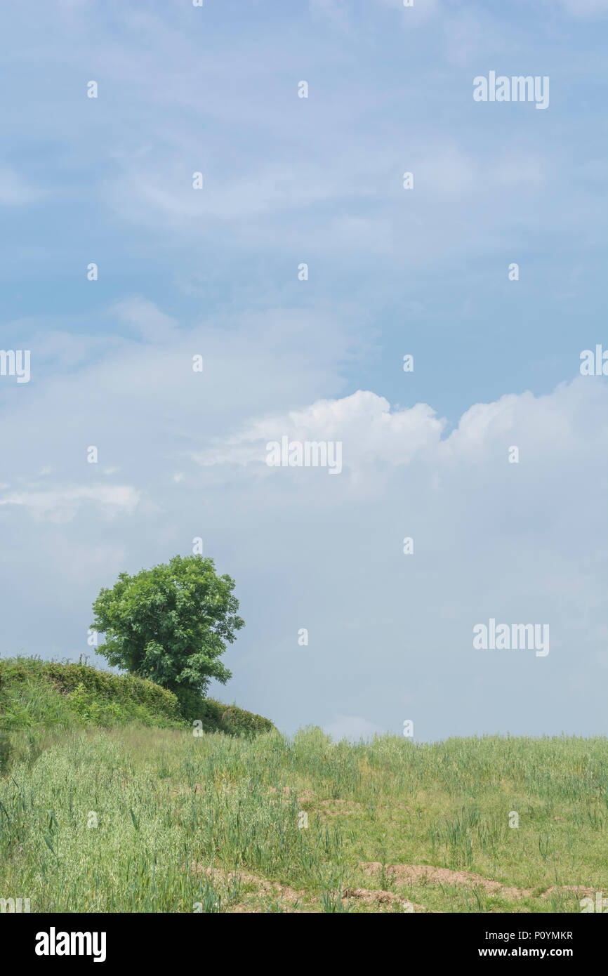 Einsamer Baum / isolierter Baum im beschnittenen Feld mit blauem Himmel dahinter. Englische Landschaft mit einem einzigen Baum Stockfoto