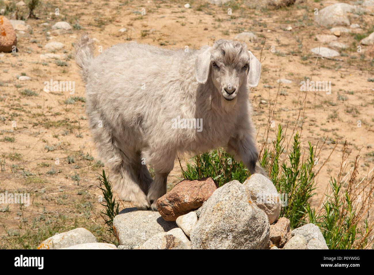 Bergziege in Stein Garten, Cholpon Ata, Kirgisistan Stockfoto