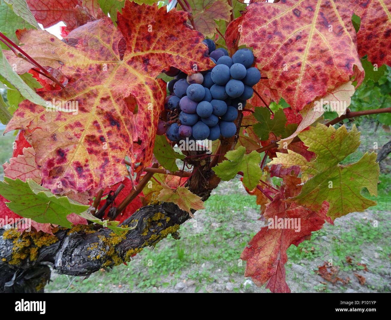 Schwarze Trauben wachsende Süße auf der Rebe auf einem schönen Herbst Tag mit Blätter Stockfoto