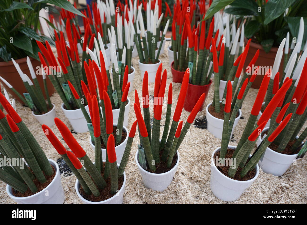 Spaß rot und weiß beschichtet Kaktus in Töpfen auf Anzeige auf einem Tisch Stockfoto