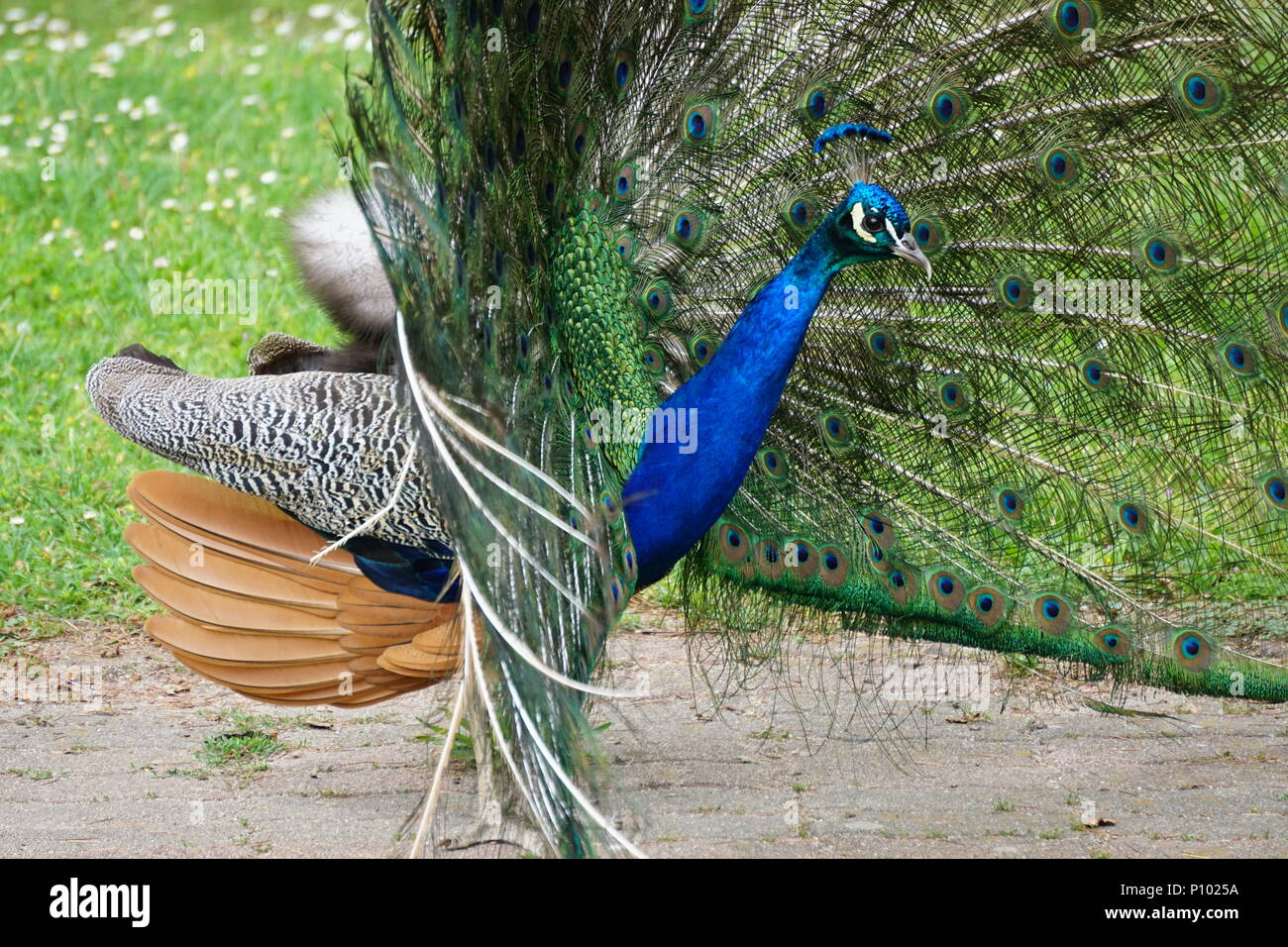 Eine bunte Pfau in vollem Ornat, der Tanz im Park Stockfoto