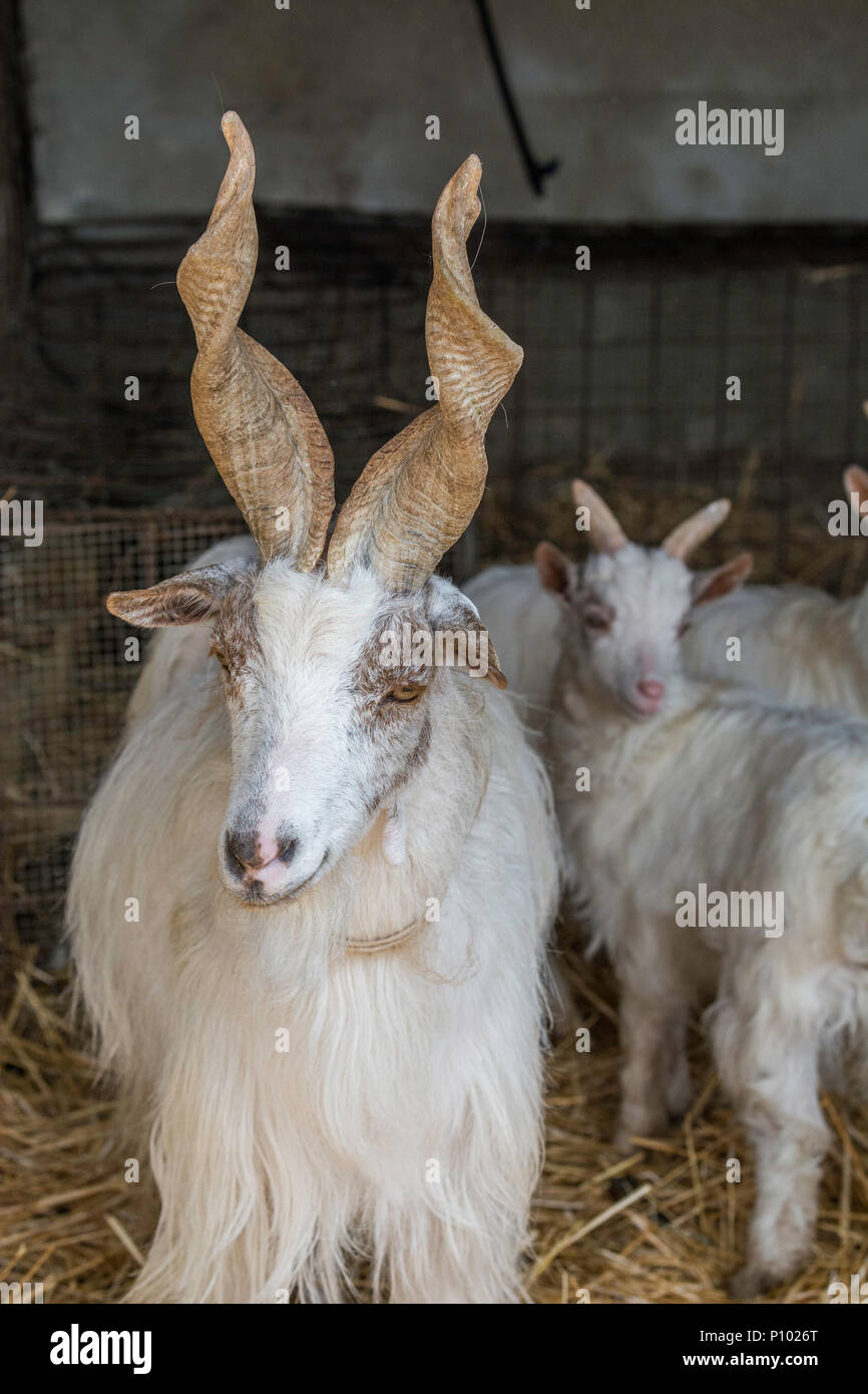 Kleine Ziege und Schwein Bauernhof, Menfi, Sizilien, Italien Stockfoto