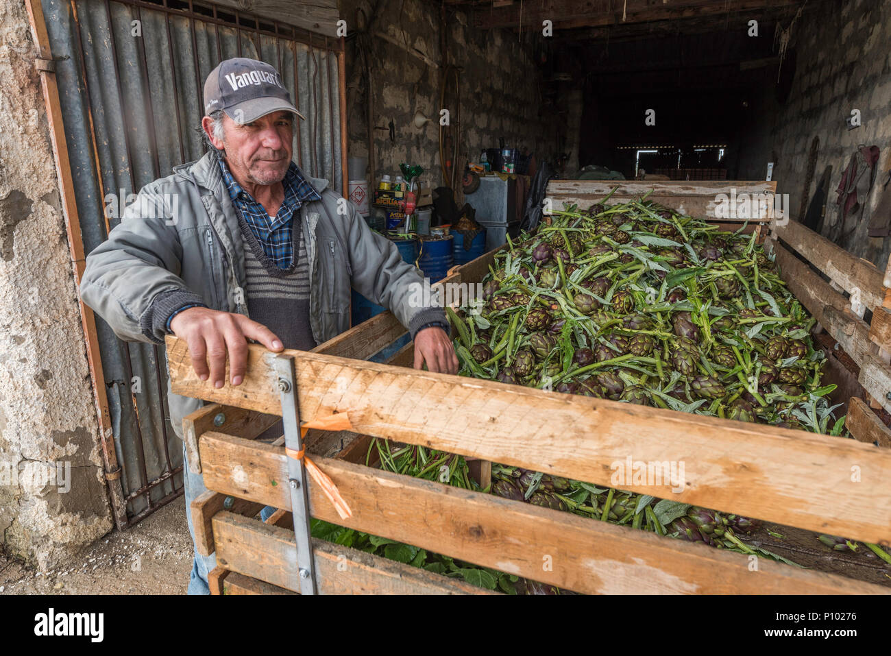 Artischocke Ernte, Menfi, Sizilien, Italien Stockfoto