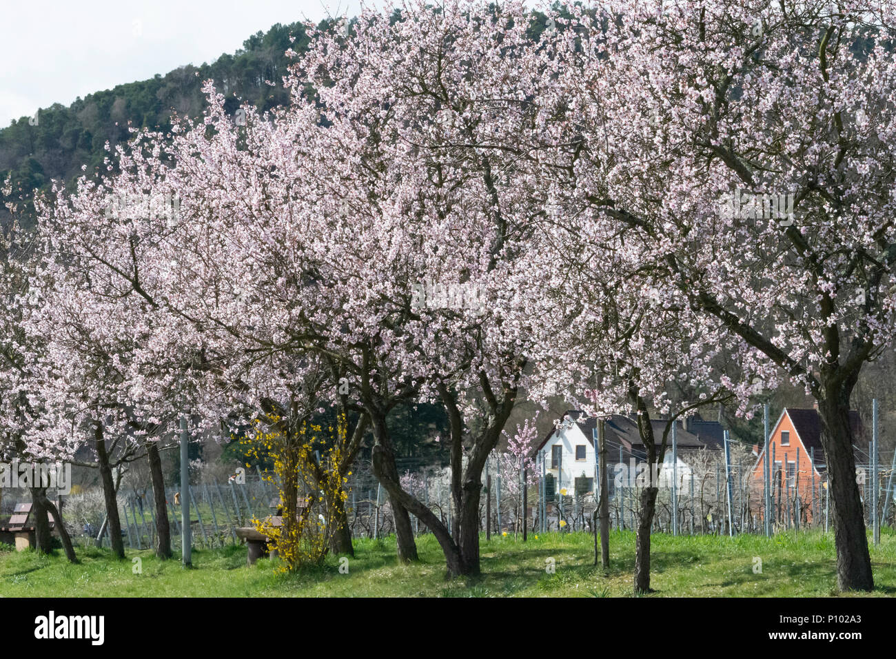 Mandeln in Blume, Gimmeldingen, Pfalz, Deutschland Stockfoto
