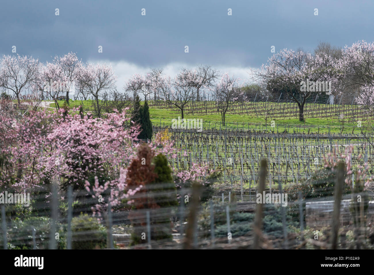 Mandeln in Blume, Gimmeldingen, Pfalz, Deutschland Stockfoto