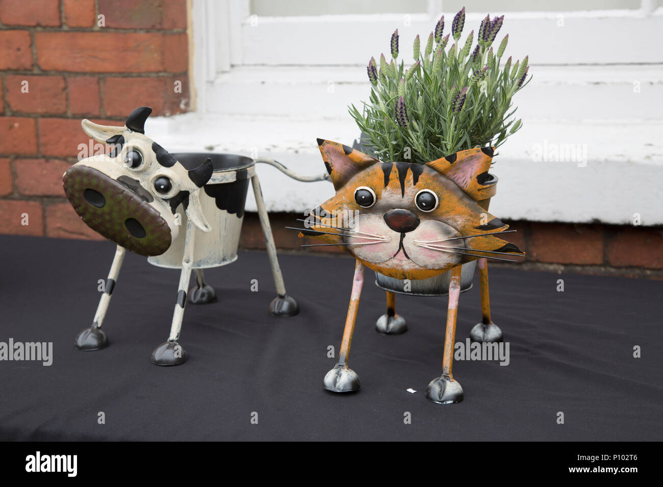 Katze und Kuh Blumentöpfe mit Lavendel Stockfoto