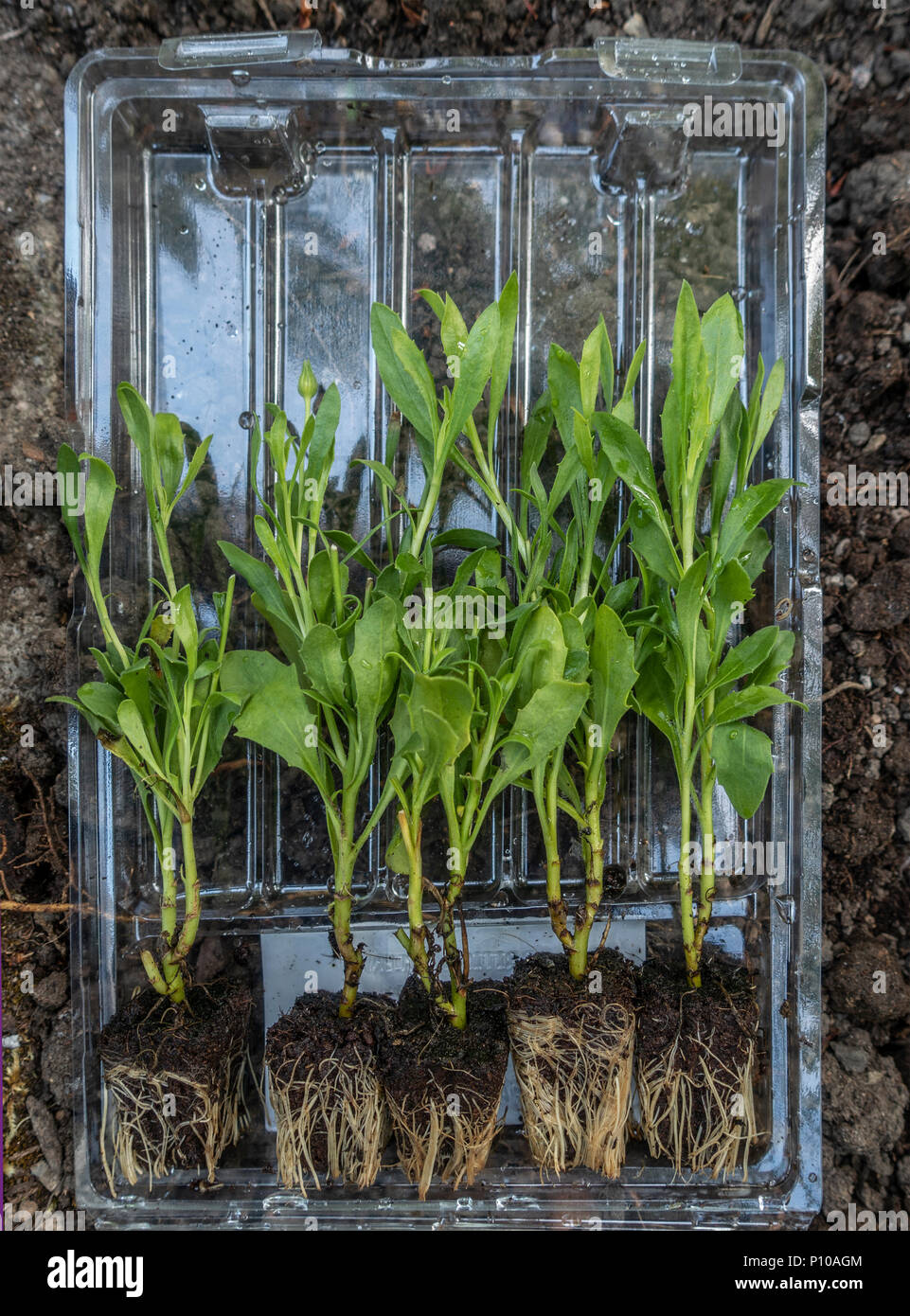 Fünf Sämlinge von Osteospermum 'Serenity' (= 'Balsered'), in seinem Post aus Kunststoff Behälter, bereit, in einem Garten gepflanzt zu werden. Stockfoto