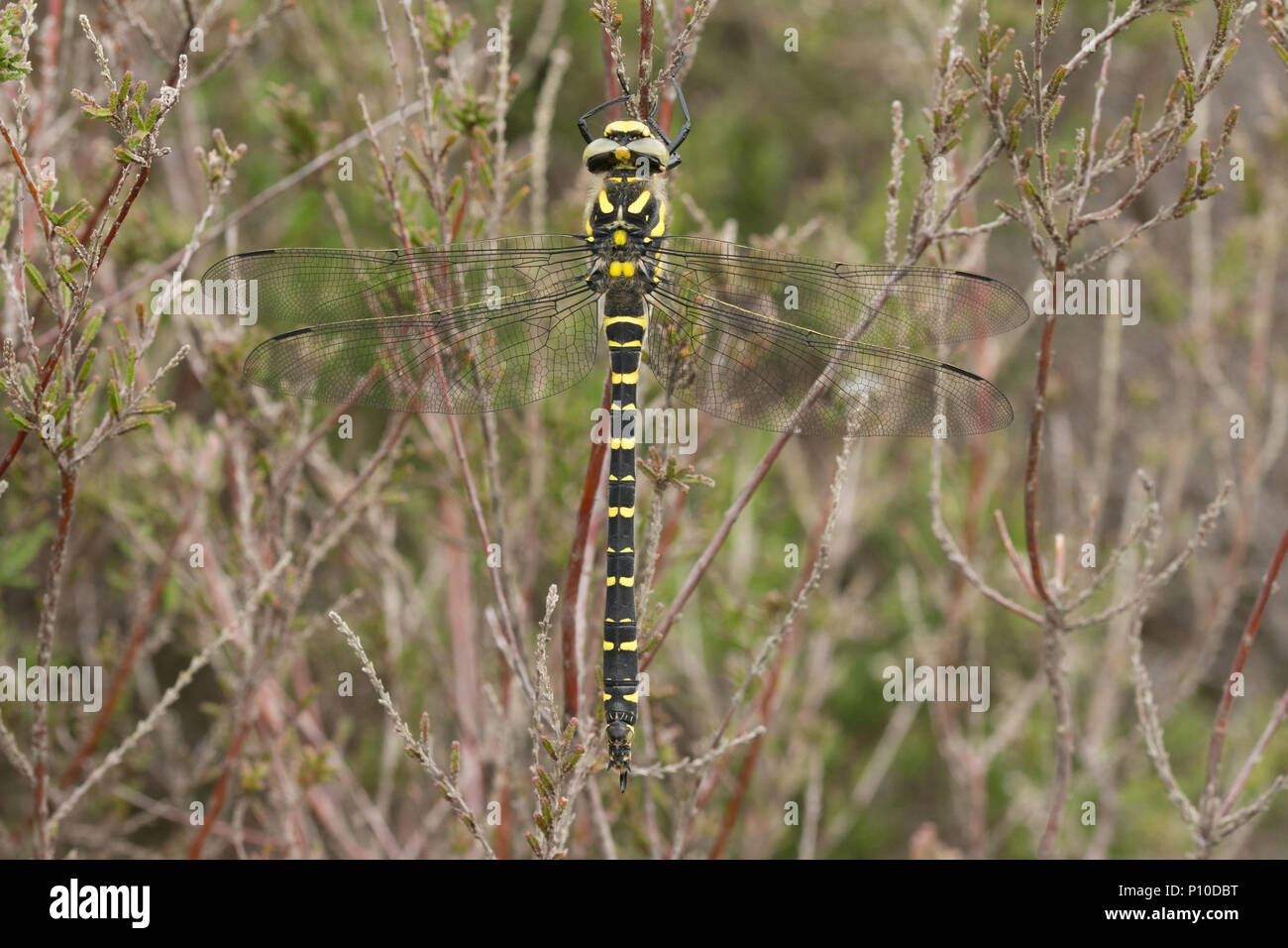 Golden - Dragonfly (Cordulegaster boltonii Beringt) auf Heather in West Sussex, UK Stockfoto