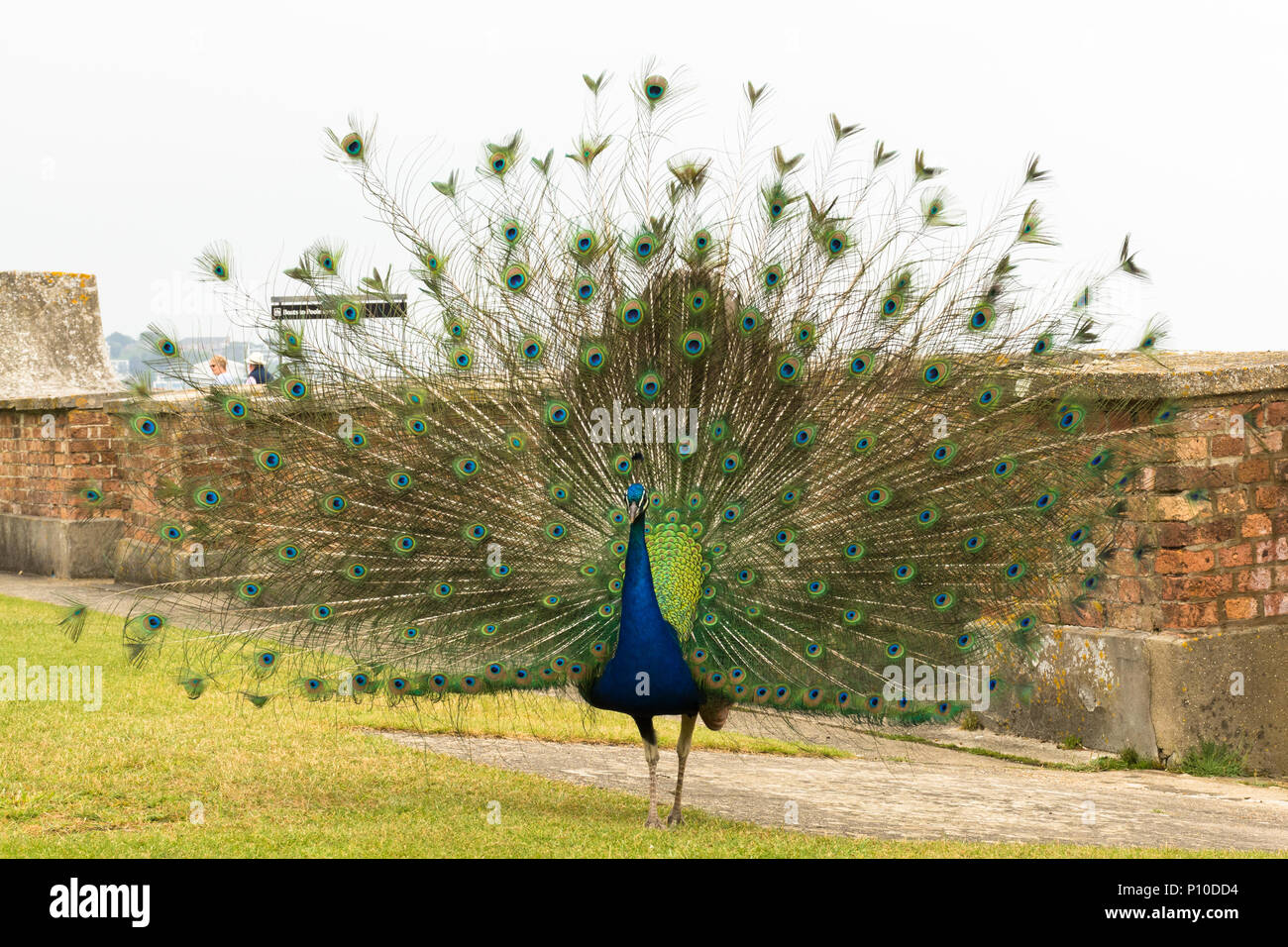 Peacock, auch indische Pfau oder Blauer Pfau (Pavo cristatus) auf der Insel Brownsea, Dorset, Großbritannien genannt. Männliche mit aufgefächerten Schwanzfedern. Stockfoto