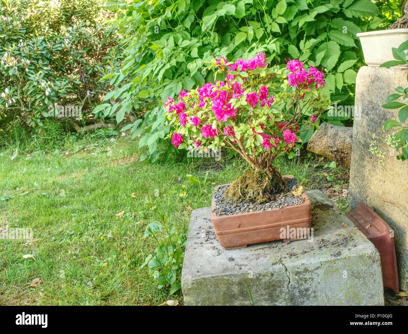 Rosa Azalee (Rhododendron) bonsai Pflanzen im Garten. Rosa blühende