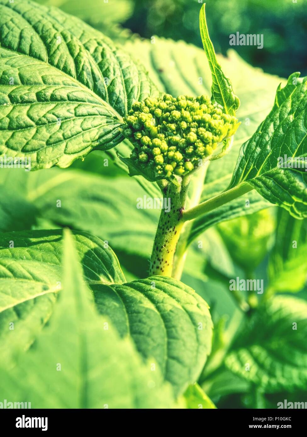 Grüne Blätter der Hortensie mit Regentropfen. Ansicht von der Seite. Frühling Blumen auf Zweig mit grünen Blättern. Gartenbau und Floristik bush Viburnum in Garde Stockfoto