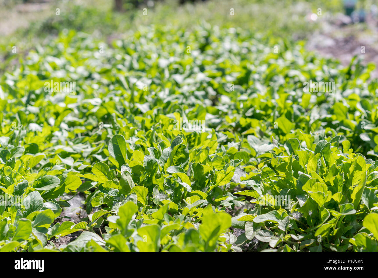 Bio leaf Gemüseanbau. Rucola Anlage. Rucola wächst im Garten