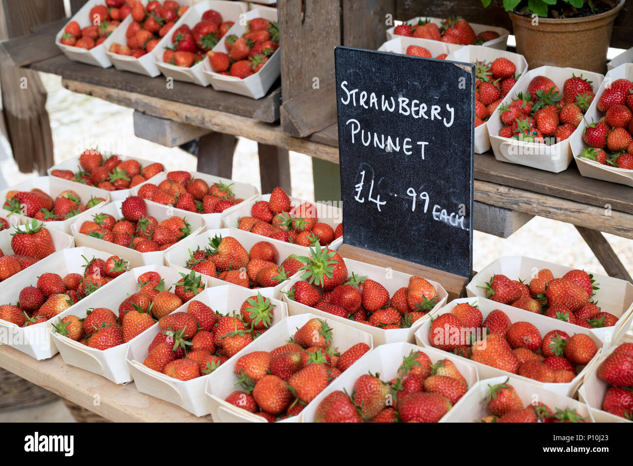 Fragaria × ananassa. Körbchen von frisch gepflückte Erdbeeren für Verkauf bei Daylesford Organic Farm Sommer Festival. Daylesford, Cotswolds, Großbritannien Stockfoto