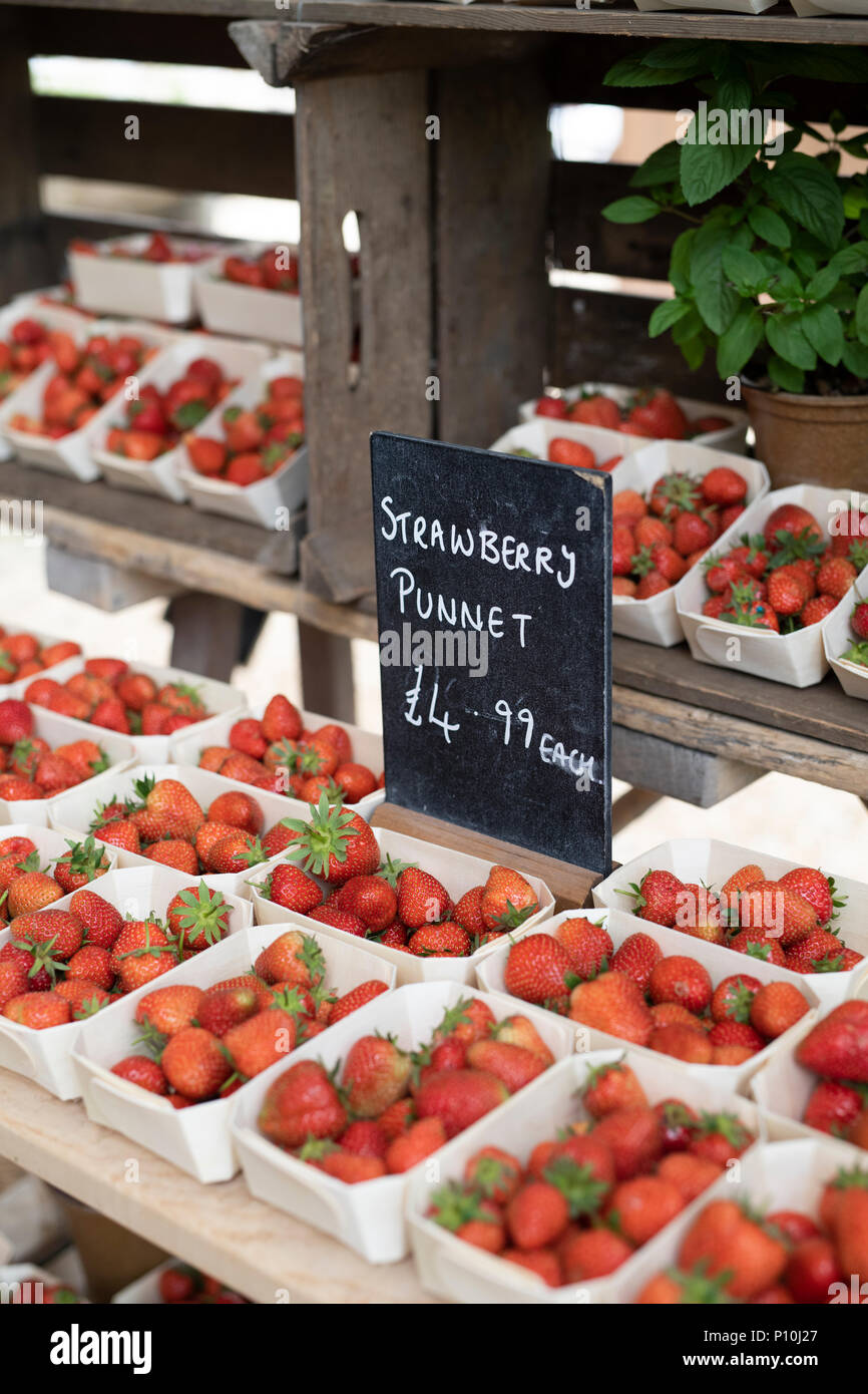 Fragaria × ananassa. Körbchen von frisch gepflückte Erdbeeren für Verkauf bei Daylesford Organic Farm Sommer Festival. Daylesford, Cotswolds, Großbritannien Stockfoto