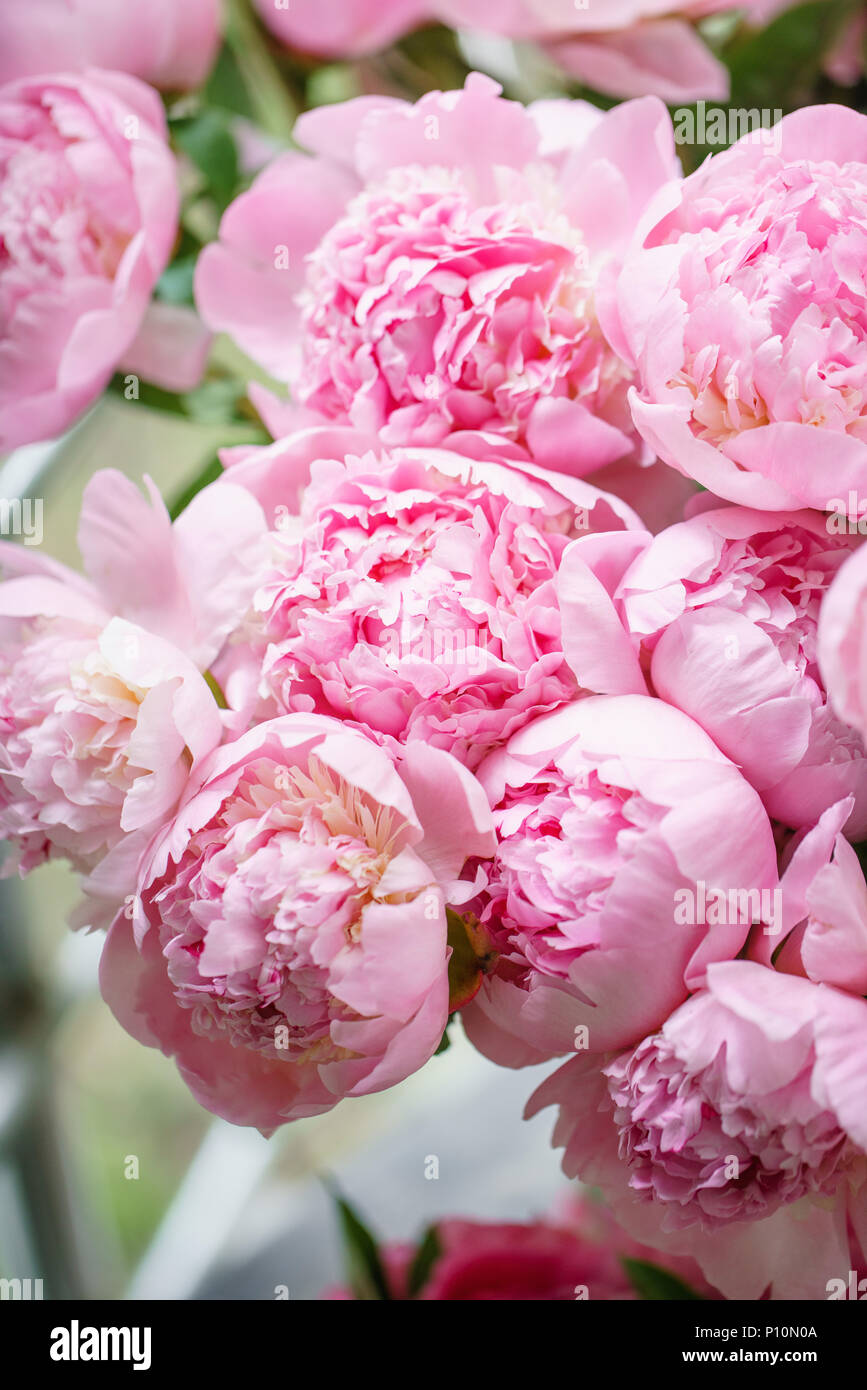 Featured image of post Rose Hintergrundbilder Sch ne Blumen Oder es rosen regnen lassen
