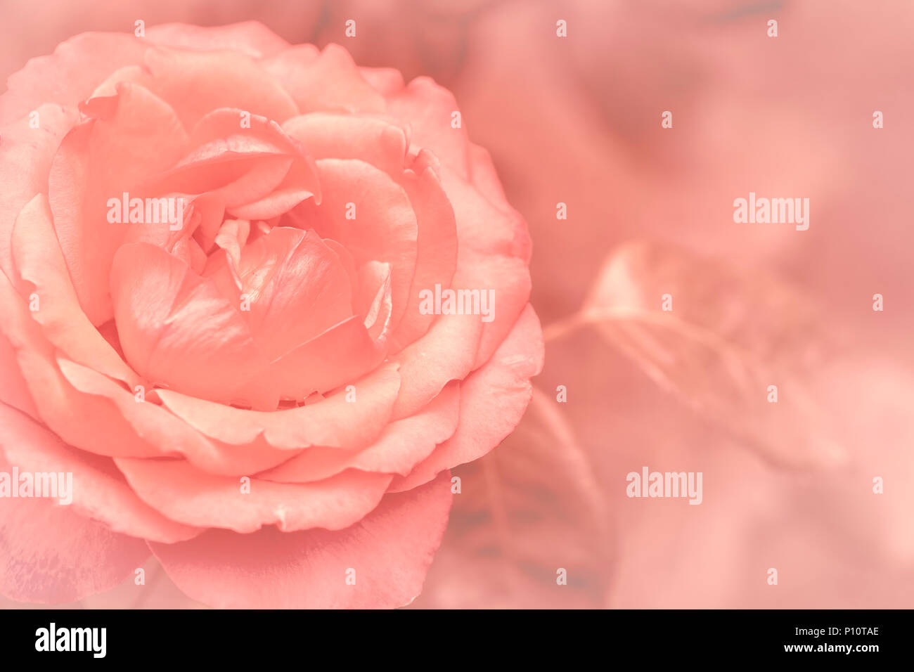 Unscharf Unschärfe Rosenblätter, abstrakte Romanze Hintergrund, Pastell und weiche Blume Karte Stockfoto