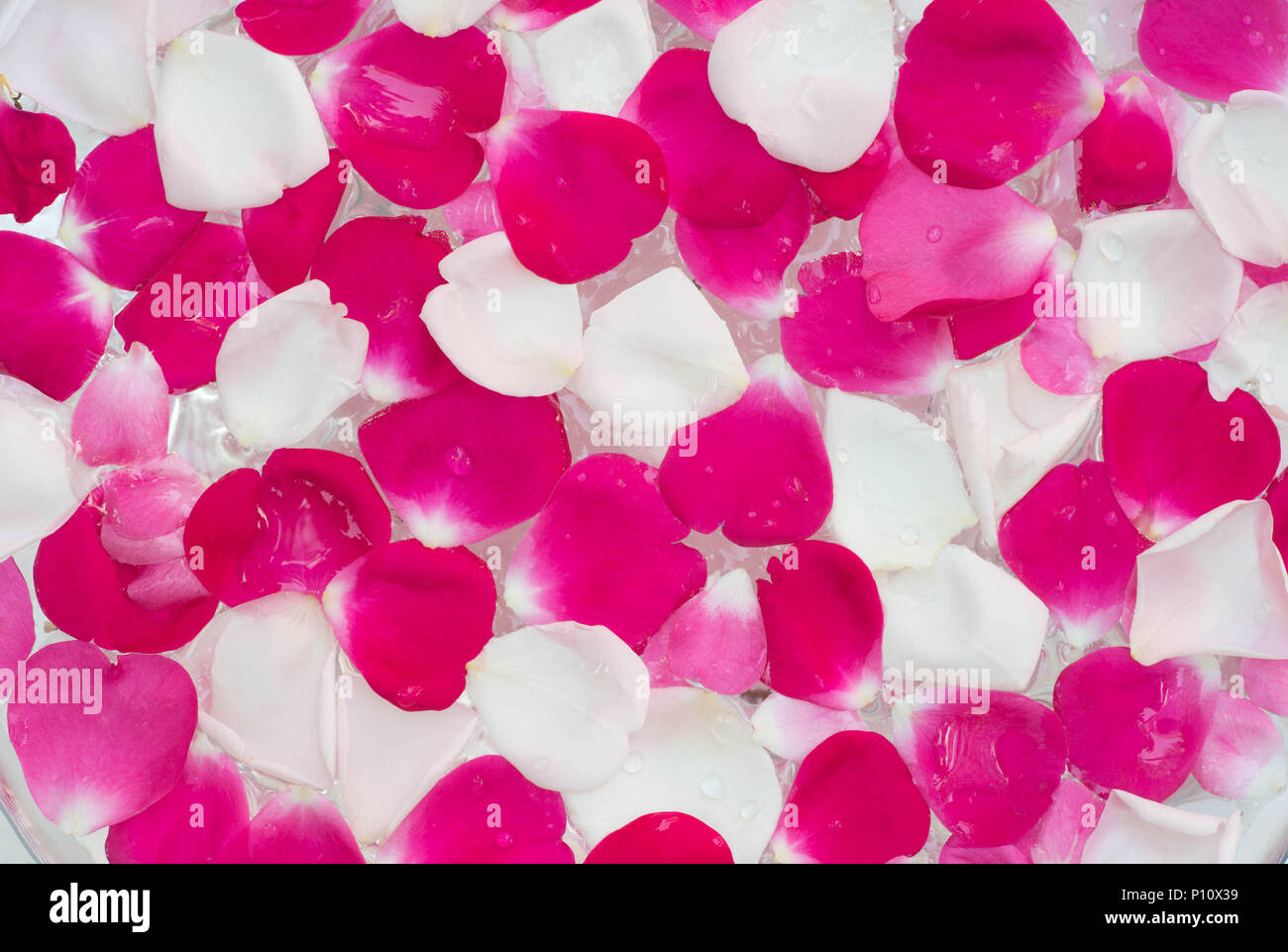 Weiß, rosa, rote Rose flowerpetals in Wasser Nahaufnahme Stockfoto