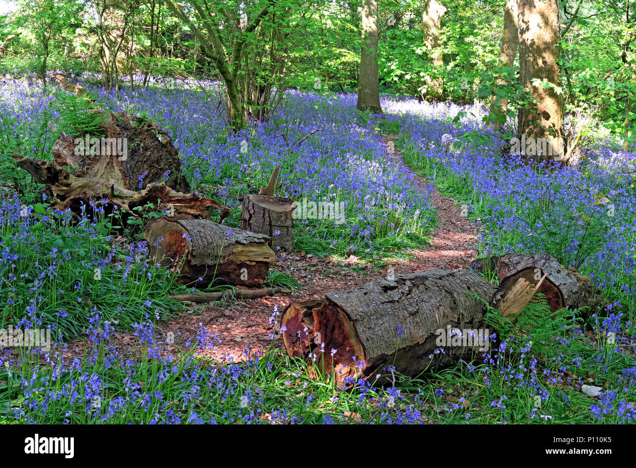 Englisch Bluebell Holz im Frühjahr, Cheshire, England, Großbritannien Stockfoto