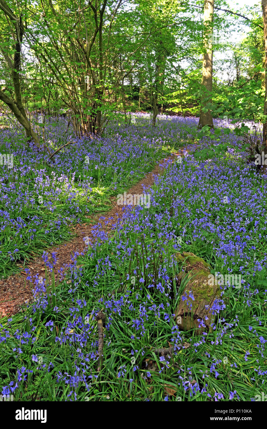 Englisch Bluebell Holz im Frühjahr, Cheshire, England, Großbritannien Stockfoto