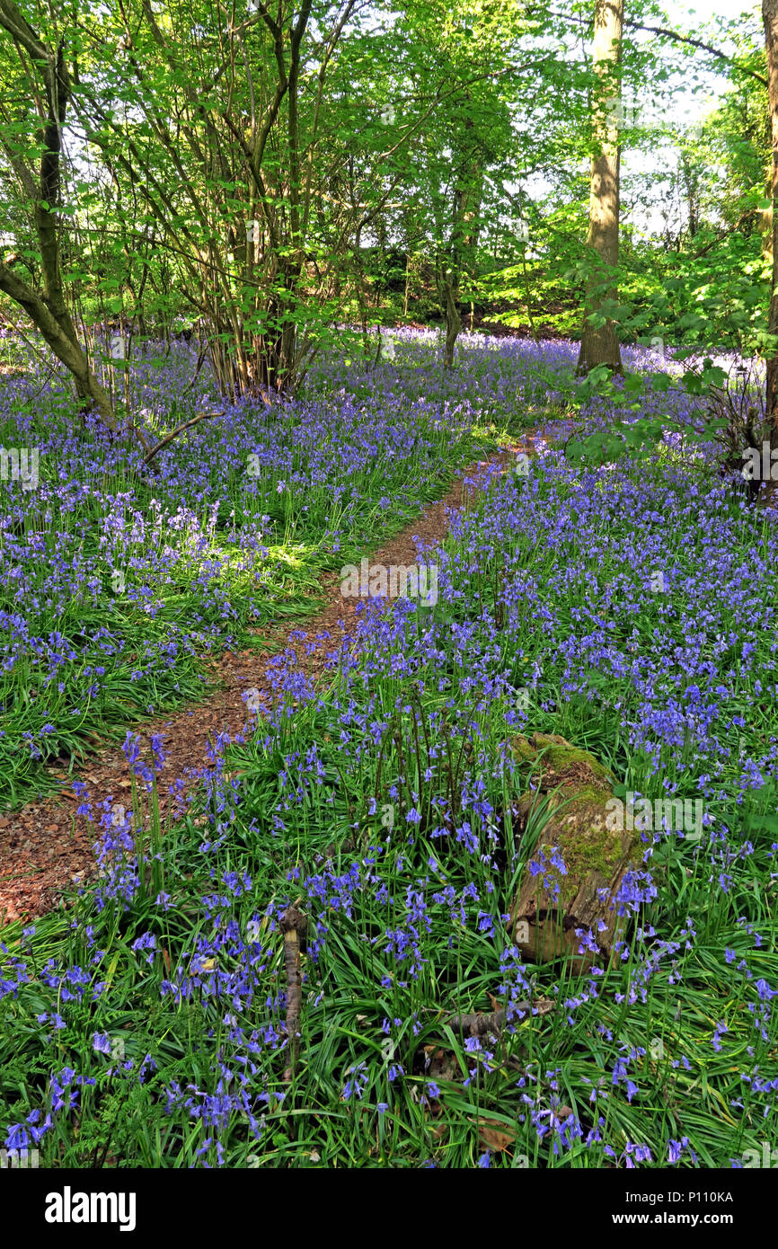 Englisch Bluebell Holz im Frühjahr, Cheshire, England, Großbritannien Stockfoto