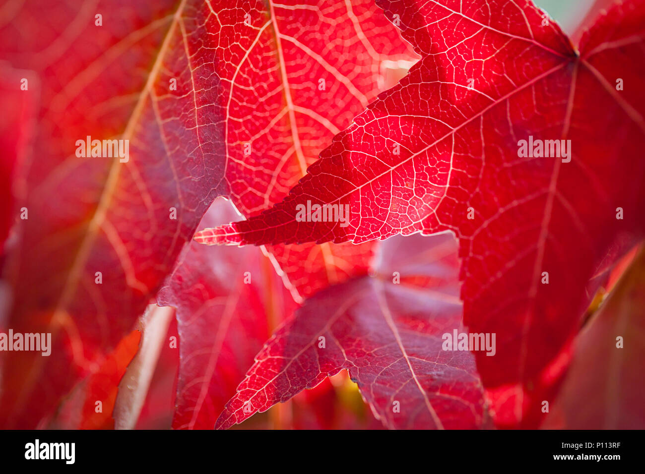 Rote Flüssigkeit gelbe Blätter Stockfoto