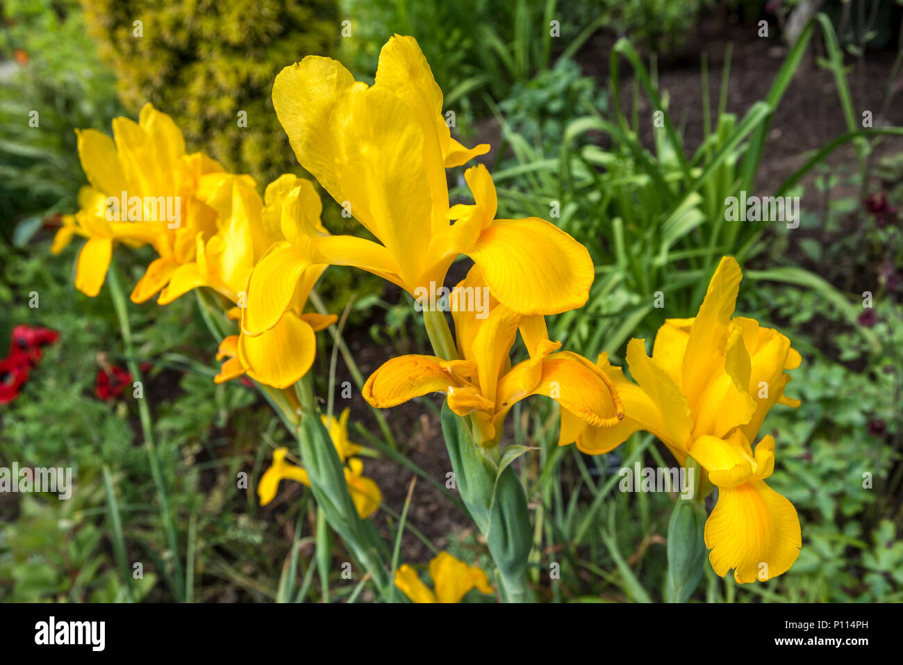 Iris pseudacorus yellow iris Iridaceae Gelbe Flagge Stockfoto