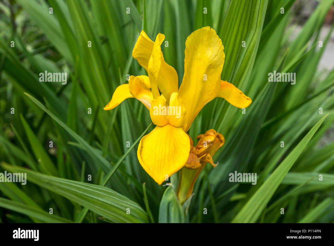 Iris pseudacorus yellow iris Iridaceae Gelbe Flagge Stockfoto